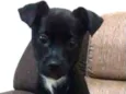 Apollo