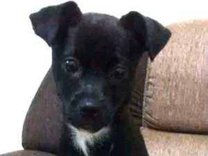 Cachorro raça SRD idade 2 anos nome Apollo