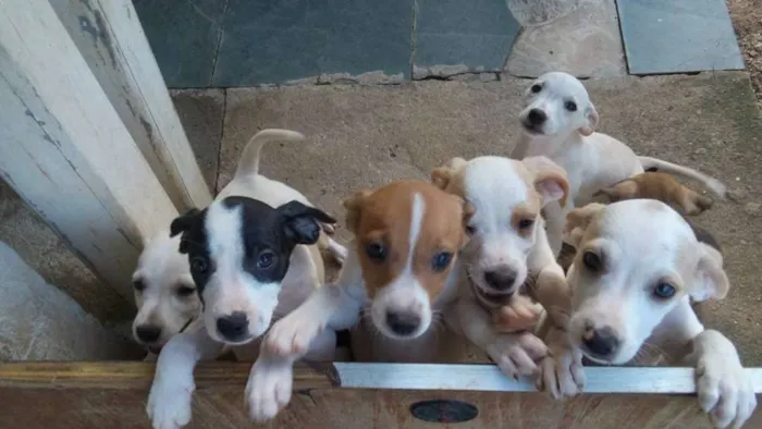 Cachorro raça mestiços idade 2 a 6 meses nome filhotes