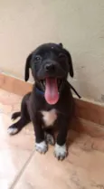 filhotes