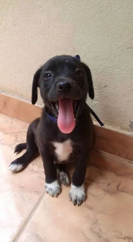 Cachorro raça mestiços idade 2 a 6 meses nome filhotes