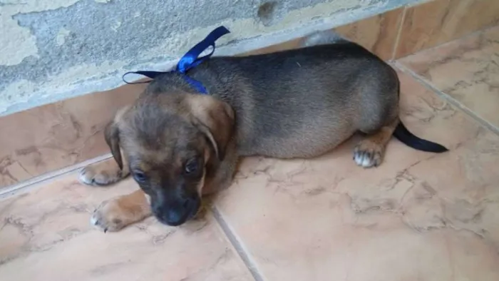 Cachorro raça mestiços idade 2 a 6 meses nome filhotes
