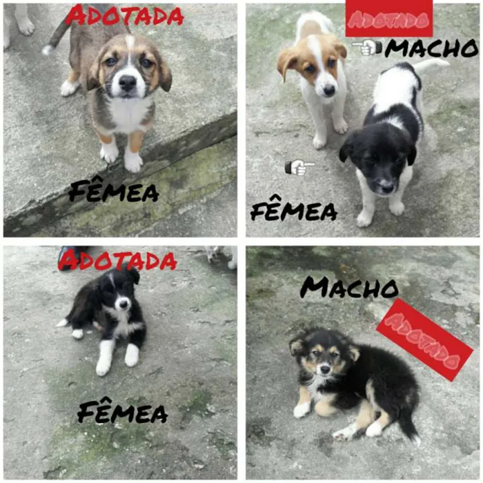 Cachorro ra a Vira lata idade 2 a 6 meses nome Amora