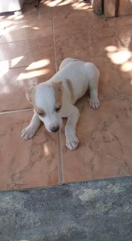 Cachorro raça mestiços idade 2 a 6 meses nome filhotes