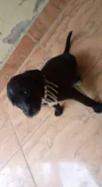 filhotes