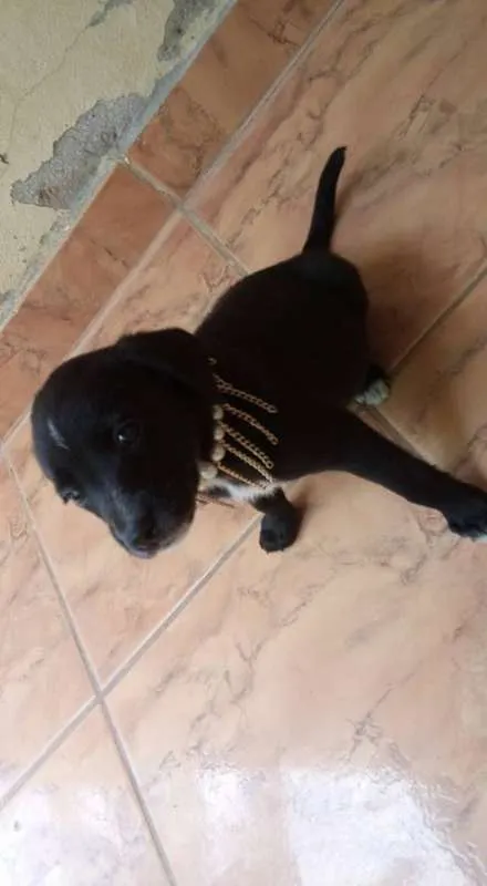 Cachorro raça mestiços idade 2 a 6 meses nome filhotes