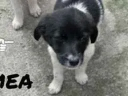 Cachorro ra a Vira lata idade 2 a 6 meses nome Amora