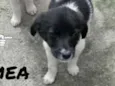 Amora