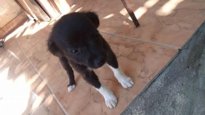 Cachorro raça mestiços idade 2 a 6 meses nome filhotes