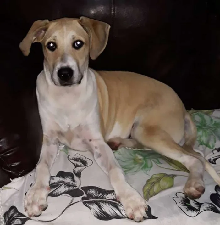 Cachorro ra a mix pit idade 7 a 11 meses nome Luna