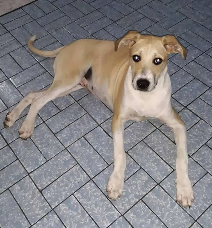 Cachorro ra a mix pit idade 7 a 11 meses nome Luna