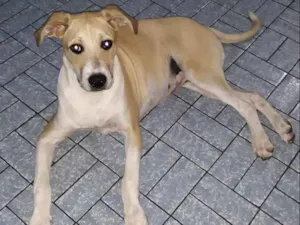 Cachorro raça mix pit idade 7 a 11 meses nome Luna