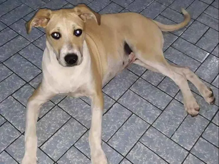 Cachorro ra a mix pit idade 7 a 11 meses nome Luna