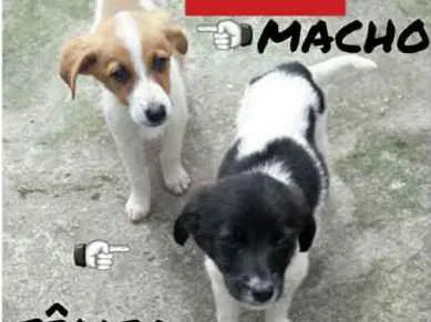 Cachorro ra a Vira lata idade 2 a 6 meses nome Amora