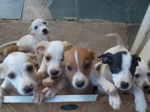 Cachorro raça mestiços idade 2 a 6 meses nome filhotes