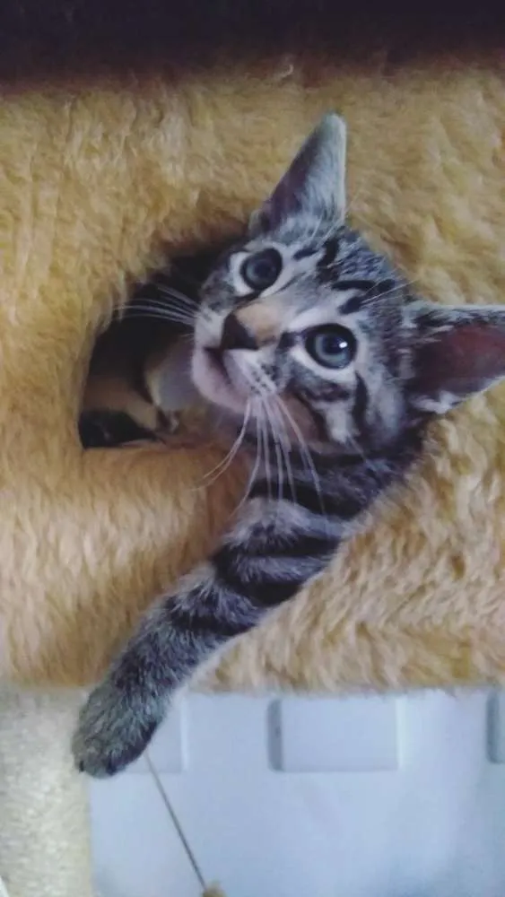 Gato ra a SRD idade 2 a 6 meses nome Sem nome