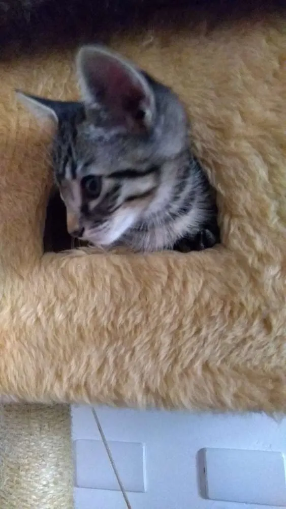 Gato ra a SRD idade 2 a 6 meses nome Sem nome