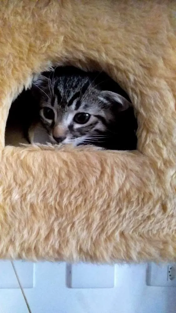 Gato ra a SRD idade 2 a 6 meses nome Sem nome