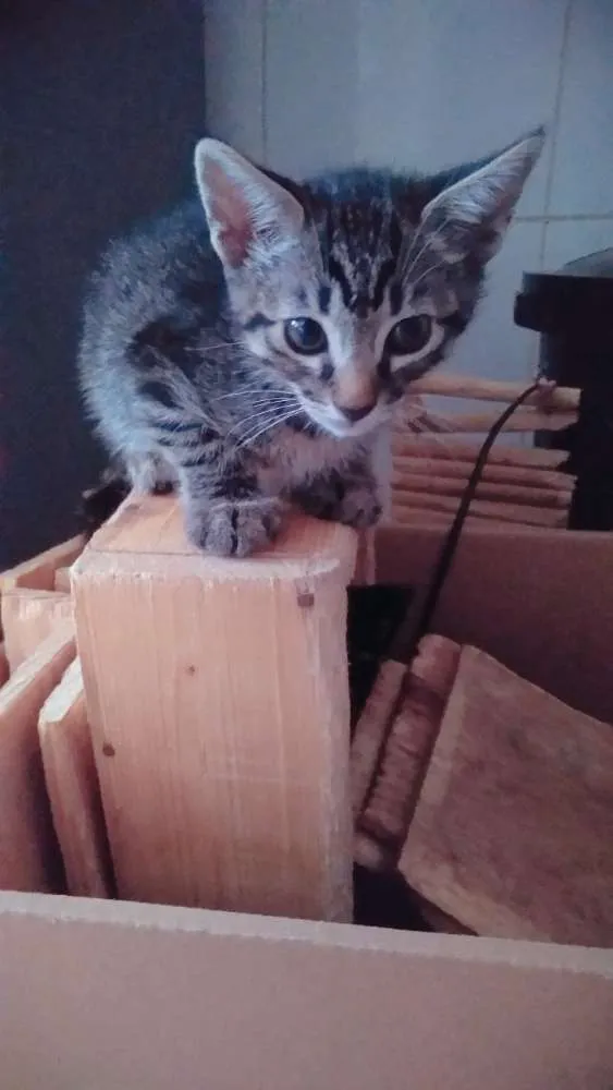Gato ra a SRD idade 2 a 6 meses nome Sem nome