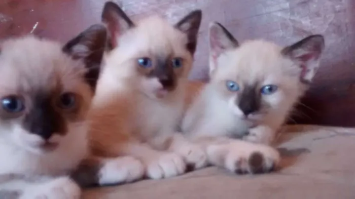 Gato ra a  idade 2 a 6 meses nome Sem nome