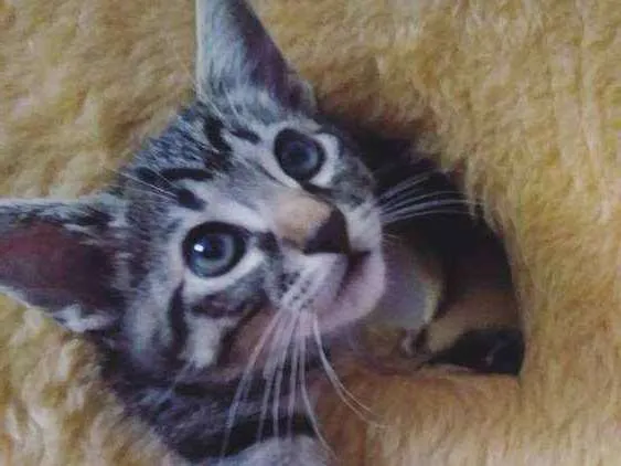 Gato ra a SRD idade 2 a 6 meses nome Sem nome