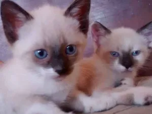 Gato raça  idade 2 a 6 meses nome Sem nome