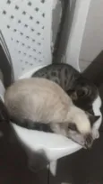 Masha e Murdock