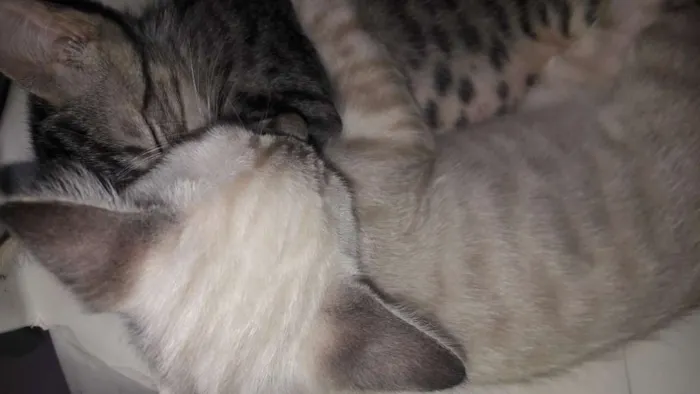 Gato ra a  idade 1 ano nome Masha e Murdock
