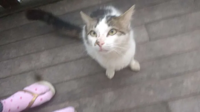 Gato ra a Não sei idade 1 ano nome Carinhoso