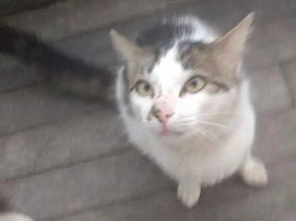 Gato ra a Não sei idade 1 ano nome Carinhoso