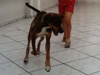 Cachorro ra a Viralata idade 1 ano nome Mel