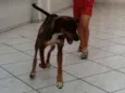Mel