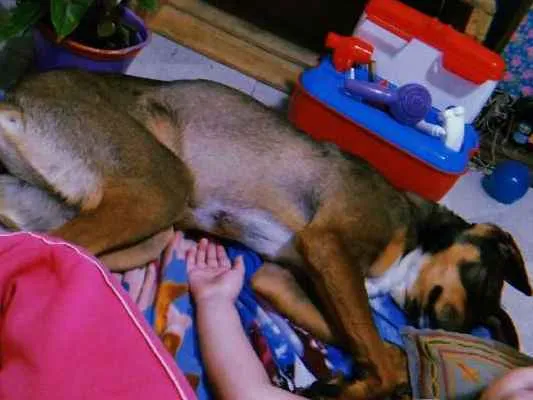 Cachorro ra a Viralata idade 1 ano nome Mel