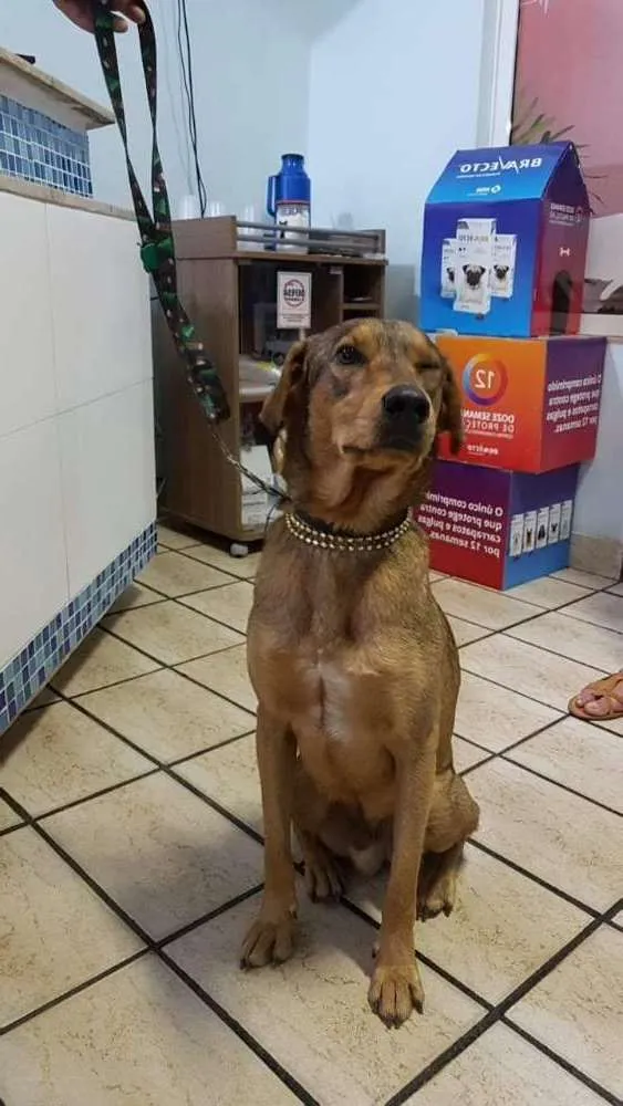 Cachorro ra a vira lata idade 1 ano nome Ainda sem nome