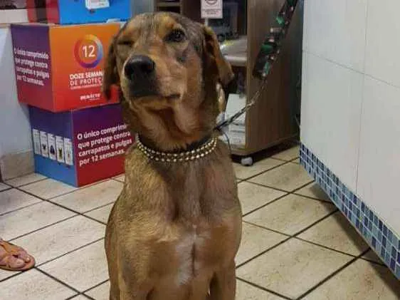 Cachorro ra a vira lata idade 1 ano nome Ainda sem nome