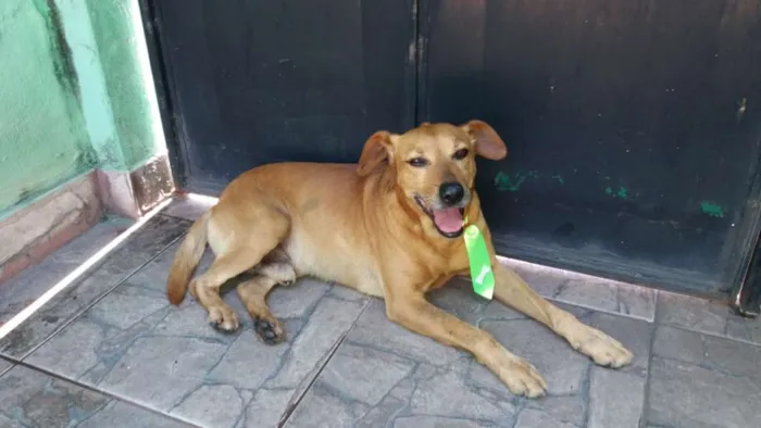Cachorro raça viralata idade 6 ou mais anos nome Regis