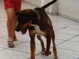 Cachorro raça Viralata idade 1 ano nome Mel