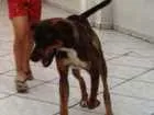 Cachorro raça Viralata idade 1 ano nome Mel