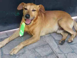 Cachorro raça viralata idade 6 ou mais anos nome Regis