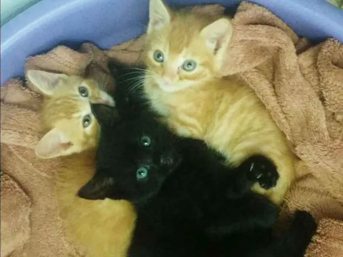 Gato ra a Não sei idade Abaixo de 2 meses nome Filhotes 