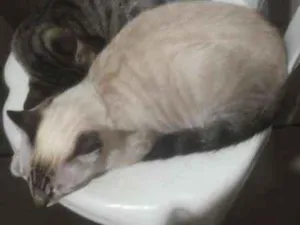 Gato raça  idade 1 ano nome Masha e Murdock