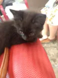 Lili