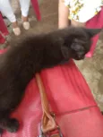 Lili