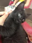 Lili