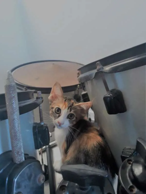 Gato raça  idade 2 a 6 meses nome Maria 