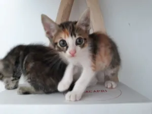 Gato raça  idade 2 a 6 meses nome Maria 