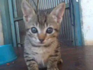 Gato raça SRD idade Abaixo de 2 meses nome Moly