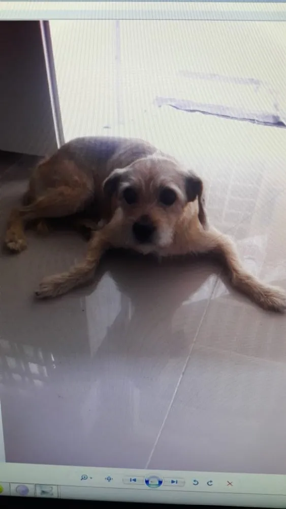 Cachorro ra a Vira Lata idade 5 anos nome BOB