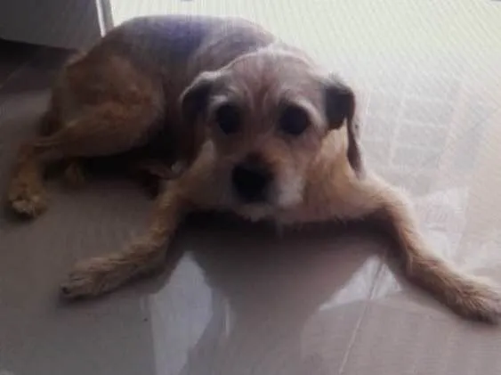 Cachorro ra a Vira Lata idade 5 anos nome BOB