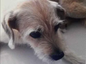 Cachorro raça Vira Lata idade 5 anos nome BOB